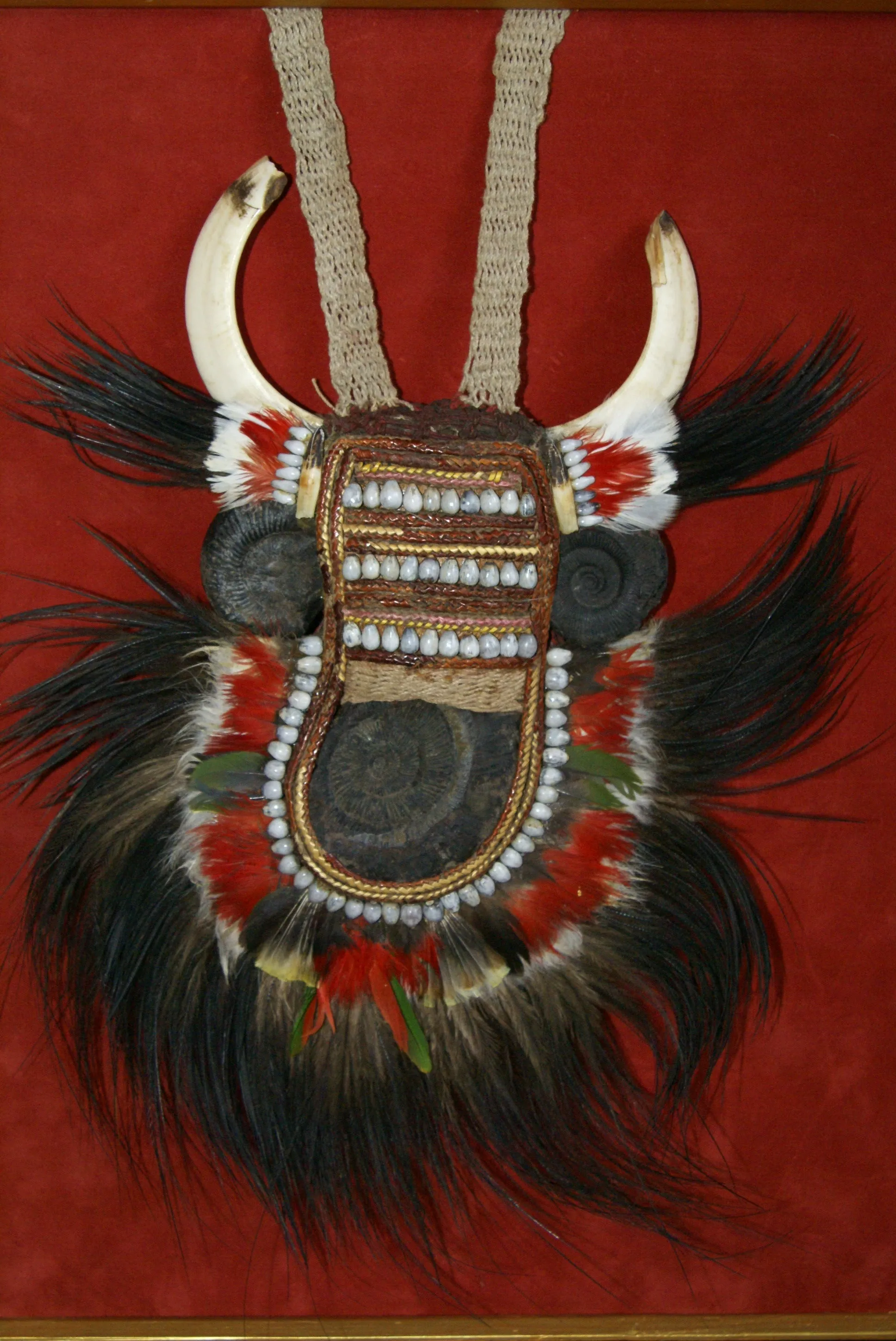 Rare Body Art : Dani “Big Man” Pectoral Trophy, Bride Price, Currency, Feud Payment, Highly Collectible: Ammonite, Boar Tusks, Cassowary, Seed beads, Bark Twine etc… Custom framed, 28” x 24 ½”, Collected in the late 1900’s. Museum Quality, New Guinea.