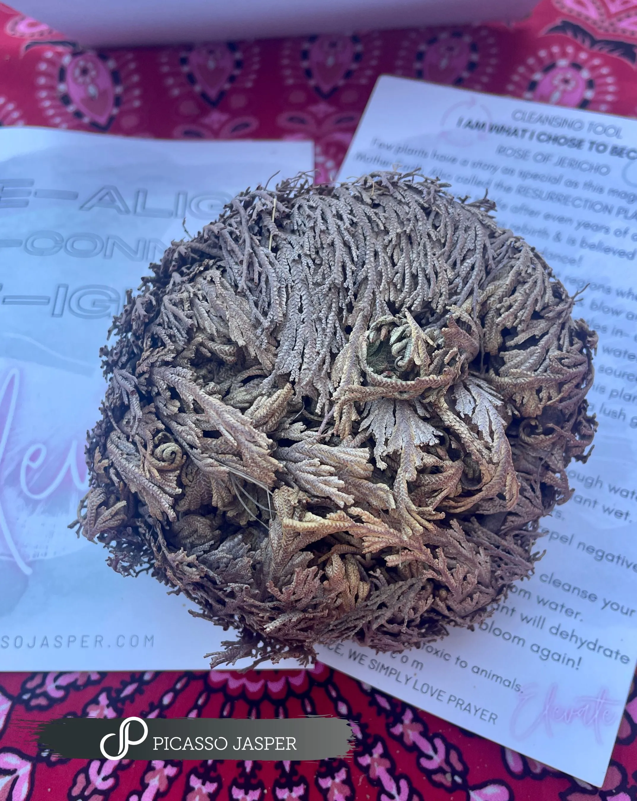 Rose of Jericho: Peace, Power & Abundance!